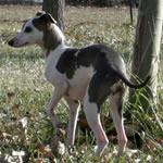 "Marchwind's Jokers Wild" Blue Wild Irish Split-Face Italian Greyhound Female